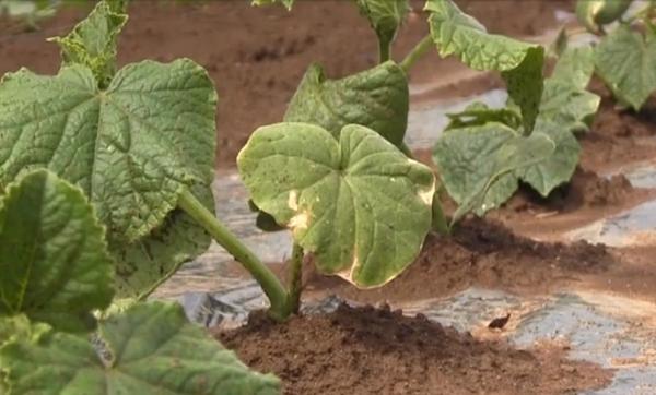 Raiul mirodeniilor, în curtea unei femei din Arad