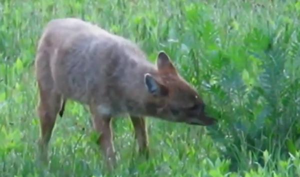 Un șacal auriu a fost surprins în pădurile din apropierea Iașiului