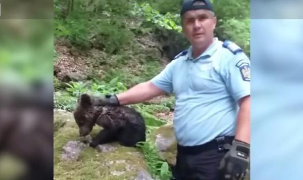 Pui de urs, scos de sub stânci de jandarmi, în apropierea barajului Vidraru
