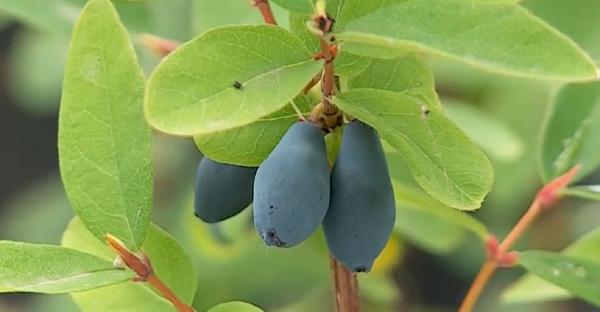 Afinele siberiene, acum și în Satu Mare