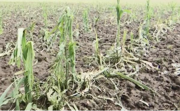 Grindina de mari dimensiuni a făcut ravagii în agricultură (Video)