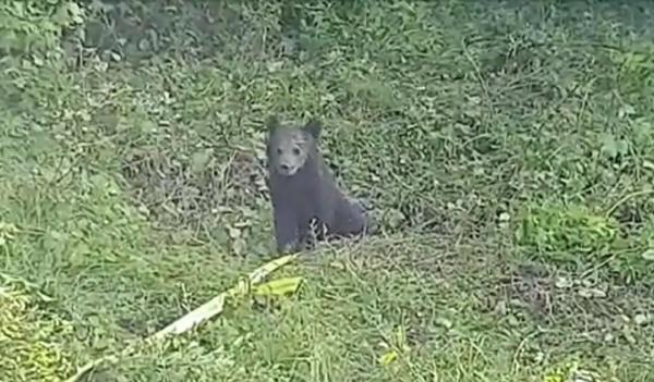 Ursuleț salvat dintr-o fântână, în Brașov