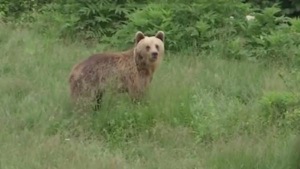O bătrână ursoaică a ajuns să se bucure de libertate după o viaţă trăită între gratii şi betoane