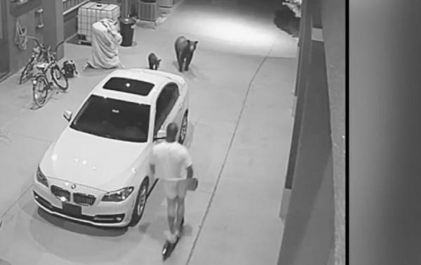 Sportiv din Statele Unite, întâlnire neașteptată cu doi urși pe stradă (Video)