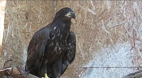 Vulturul pe cale de dispariție a fost salvat de la moarte sigură