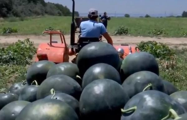 Profitul producătorilor de pepeni de Dăbuleni, diminuat semnificativ din cauza grindinei
