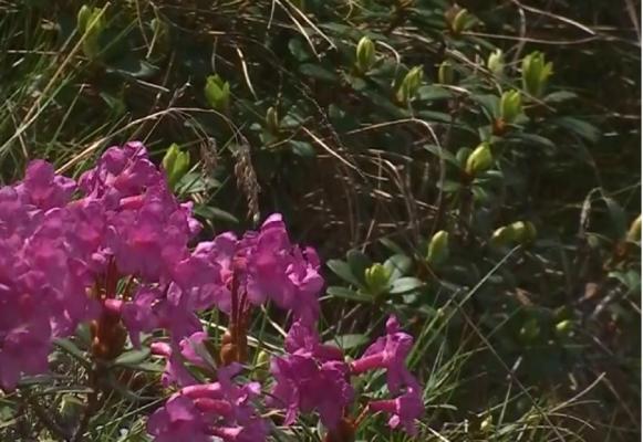 Bujorii de munte, spectacol al naturii în Parcul Național Călimani (Video)