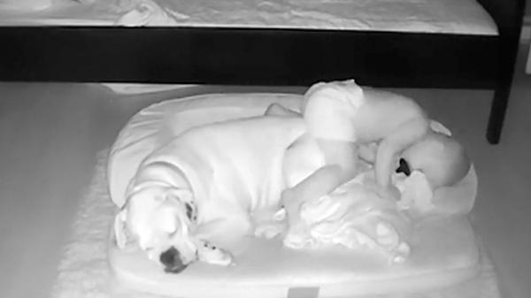 Relația dintre un băiețel și câinele său a impresionat până la lacrimi (Video)