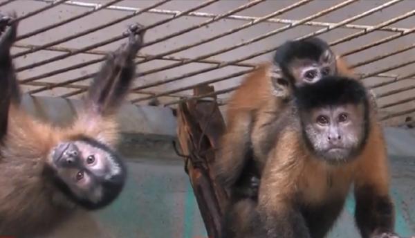 Un pui de maimuță a devenit vedeta Grădinii Zoologice din Oradea