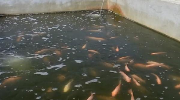 Tilapia de Pleșoi și legume plutitoare, ideea îndrăzneață a unui unui agricultor din Olt (Video)