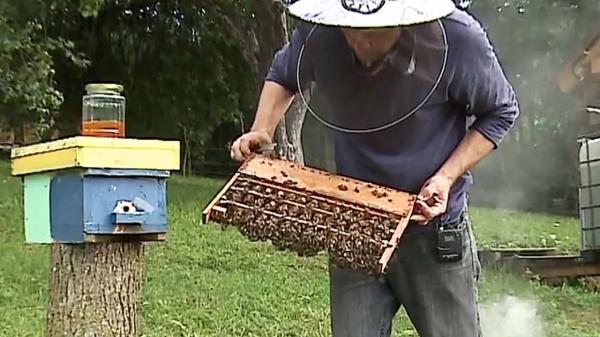Un apicultor din Mureș a pus pe picioare o afacere vindecătoare cu albine
