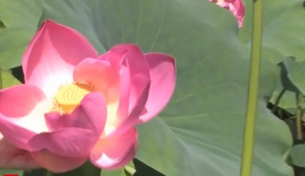 Lacul nuferilor, peisaj unic la Băile Felix