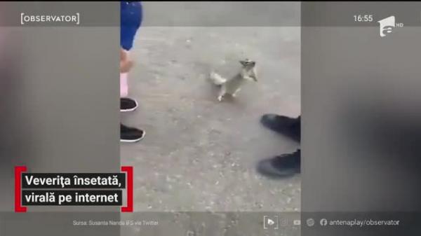 O veveriţă însetată se roagă de un copil să îi dea apă din sticla lui (Video)