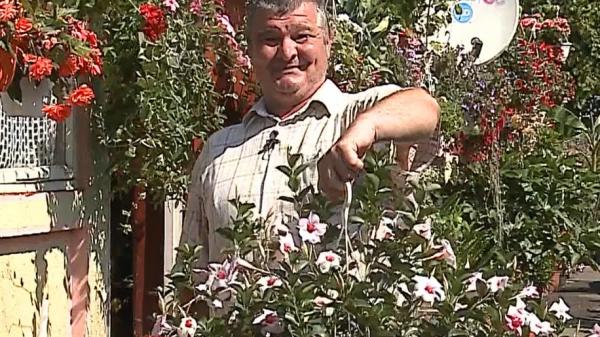 O curte din localitatea Gurghiu, Mureş, ascunde un adevărat paradis al florilor