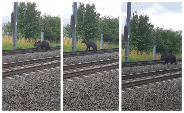 Trei pui de urs, ucişi de tren la Buşteni. Mama puilor nu se opreşte din căutatul lor (video)