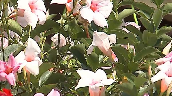 Grădină transformată într-un paradis exotic, într-o curte din Gurghiu, Mureş