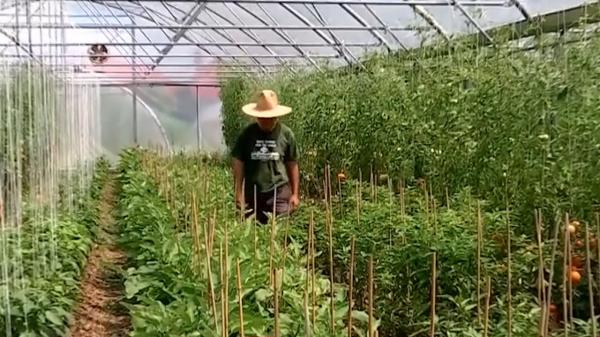 Agricultură cu plante exotice la o fermă din Maramureș