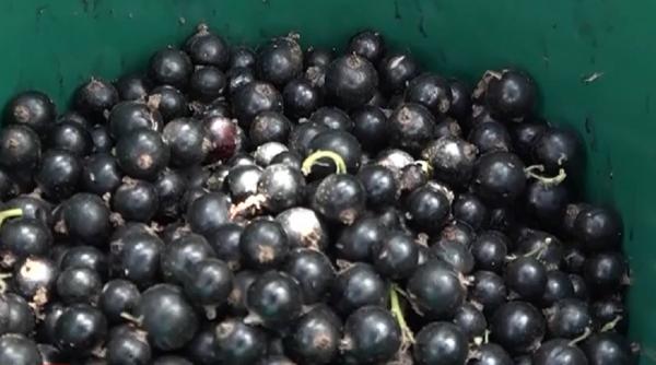 Pensionarii dau o mână de ajutor pe plantaţia de coacăze negre a unui agronom din Harghita