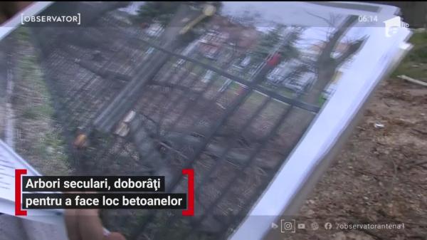 Localnicii din Oradea ies în stradă ca să îşi apere copacii