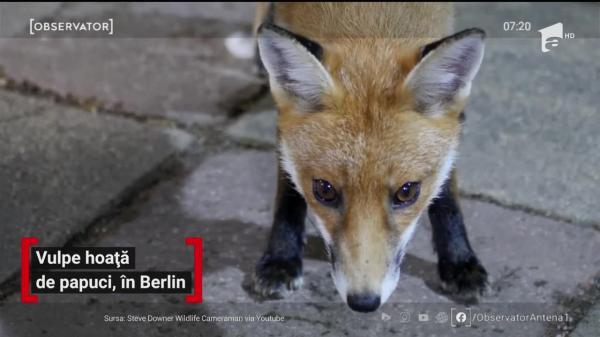 O vulpe şi-a descoperit o mare pasiune! Papucii sunt principala ei atracţie!
