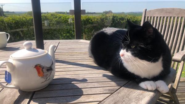 Palmerston, cel mai faimos motan din Marea Britanie, iese la pensie