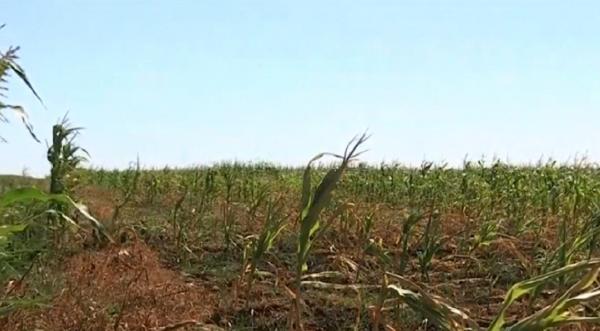 Canicula ne topește mâncarea. Sute de mii de hectare de cereale au fost distruse