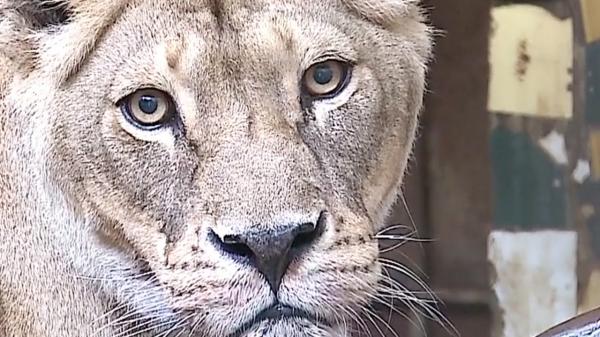 Regele animalelor, sărbătorit la Grădina Zoologică din Târgu Mureş