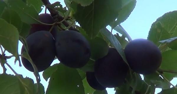 Bănăţenii vor putea face răchie din belşug. Ramurile prunilor stau să se rupă sub greutatea trufandalelor parfumate