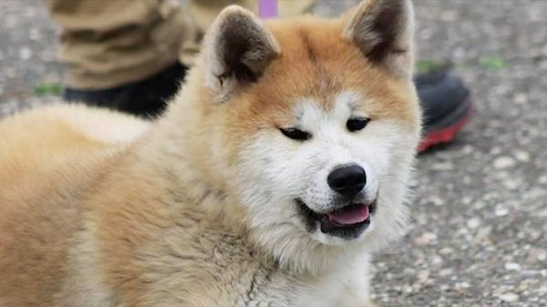 Fetiță de cinci ani, sfâșiată de câinele vecinilor, în Vâlcea