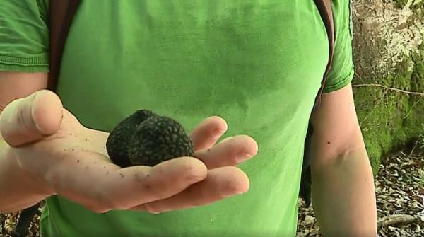 Sezonul trufelor a început la Archita, în Mureş