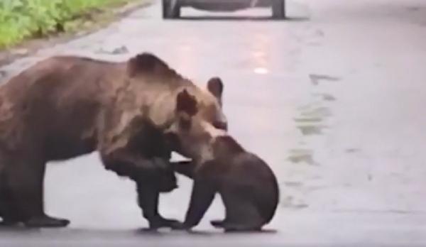 O ursoaică şi puiul ei, moment amuzant filmat pe un drum din Harghita