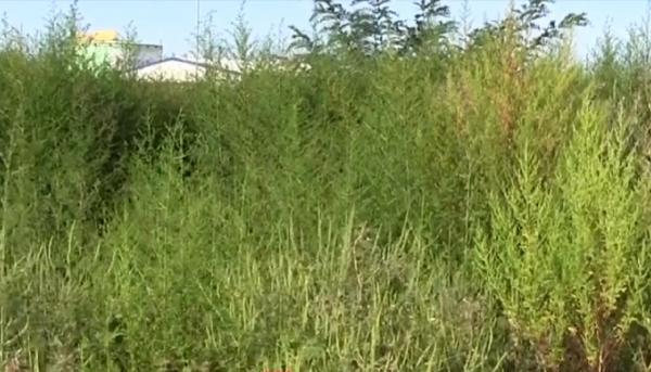 Alergia la ambrozie, simptome asemănătoare cu cele COVID-19