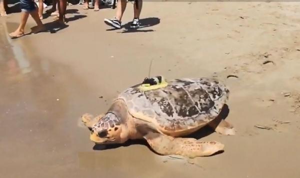 O țestoasă a parcurs 3.000 de kilometri înot pentru a ajunge acasă