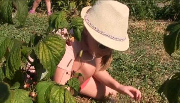 Familie de fermieri clujeni a descoperit gustul succesului cu fructe de pădure