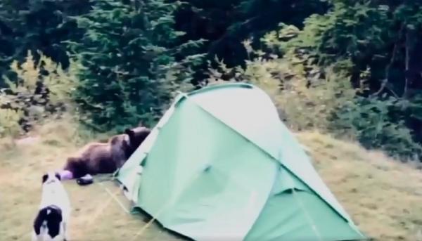 Momentul în care o ursoaică a dat buzna în cortul unor turiști din Munții Bucegi, surprins în imagini (Video)