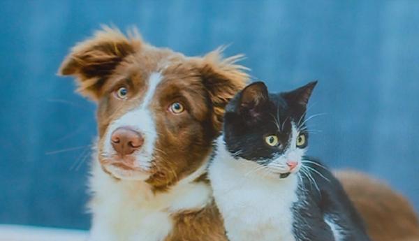 Bone pentru animale, afacere de succes