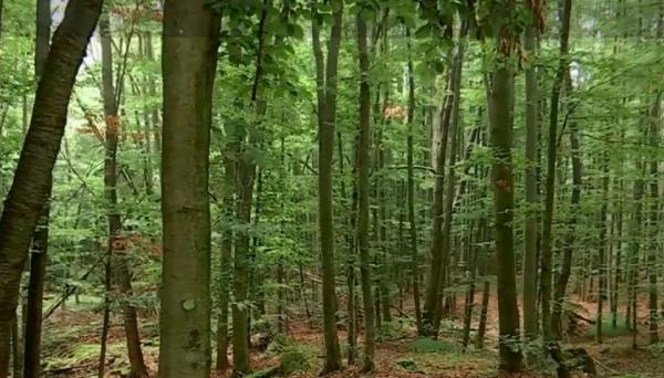 Pedepse mult mai aspre pentru hoţii de lemne. Klaus Iohannis a promulgat legea