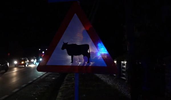 O vacă a avariat două mașini, la ieşirea din Târgovişte
