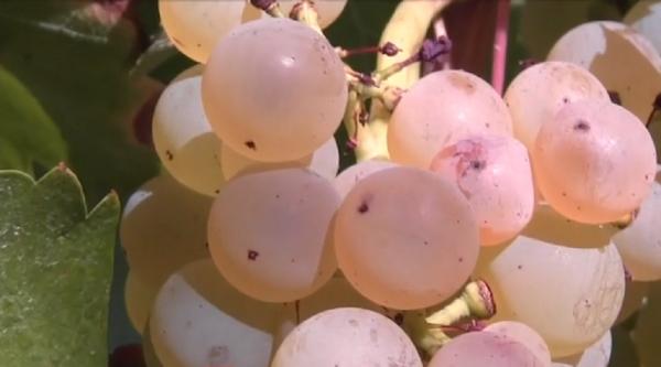 Pandemia de coronavirus, prielnică producătorilor de vin