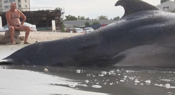 Delfin uriaș, ucis de plasele pescarilor, la Mamaia. „Fata mea a plâns în hohote când l-a văzut”