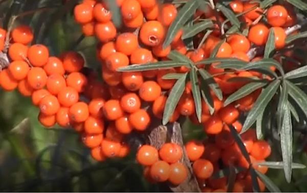 România are producție record de cătină, în ciuda condițiilor meteo nefavorabile