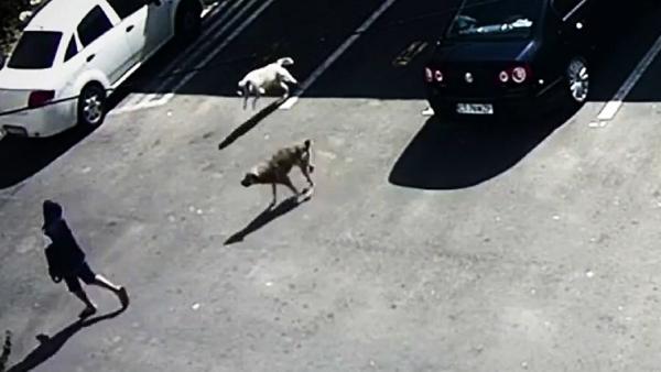 Un copil de 12 a fost atacat de doi câini maidanezi pe o stradă din Năvodari
