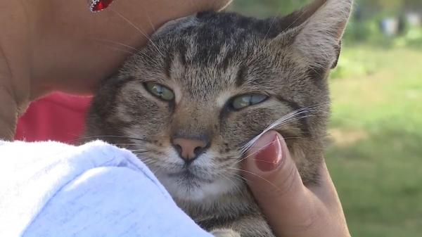 Amendă maximă pentru femeia care și-a abandonat motanul pe un câmp, în Suceava