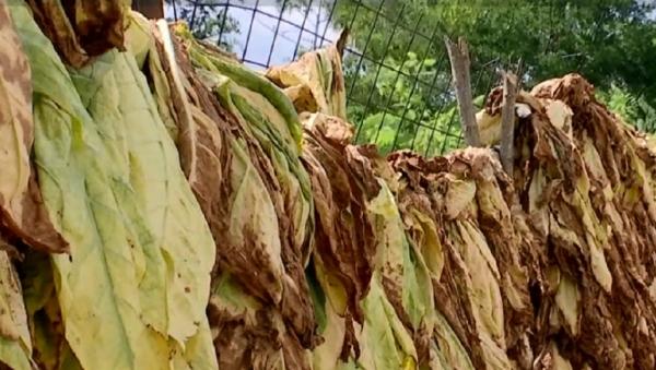 Ultimii cultivatori de tutun din România