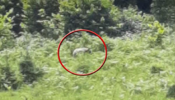 Zeci de familii din Bistrița-Năsăud, sub teroarea animalelor sălbatice