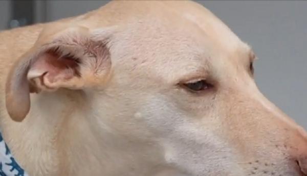 Câinii care depistează oamenii infectați cu noul coronavirus fac furori pe aeroportul din Helsinki (Video)