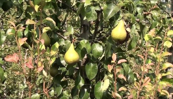 Perele, vedetele toamnei şi marea bucurie a agricultorilor