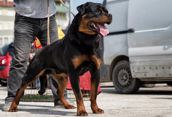Adolescentă de 15 ani muşcată de mâini şi de picioare de un câine Rottweiler, în plină stradă, la Constanța | Video