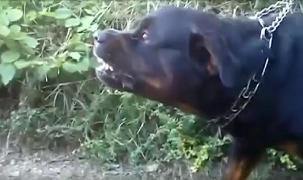 O tânără de 15 ani din Constanţa, mușcată în mod repetat de un câine lăsat liber