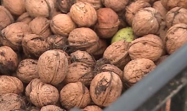 Octombrie, luna în care pică banii din nuc, pentru proprietarii de livezi